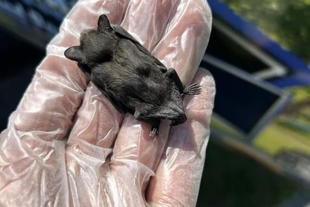 bat in attic removal louisville