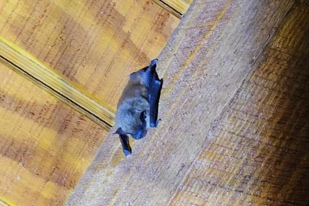bat on rafters louisville