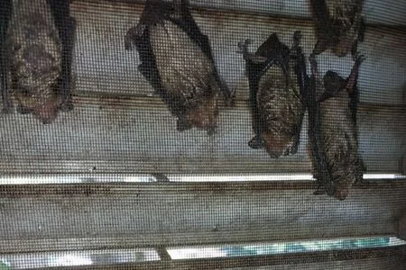 bats on vents louisville