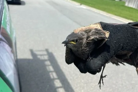 bird removal louisville
