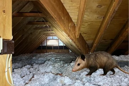 opossum in attic removal louisville