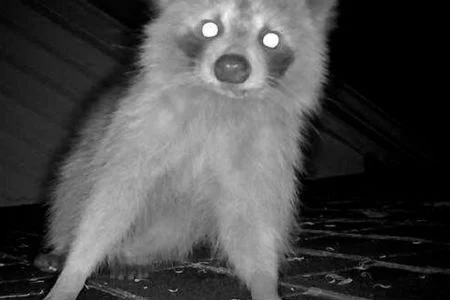 raccoon in attic removal louisville