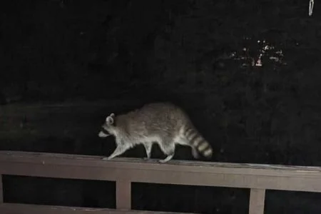 raccoon on deck louisville