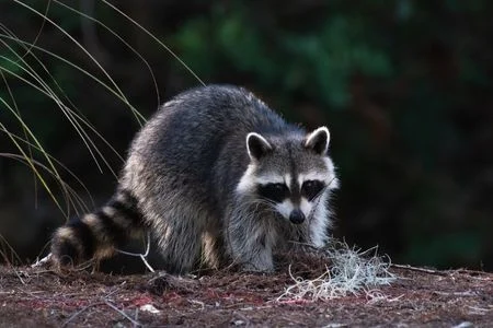 raccoon removal in louisville image one