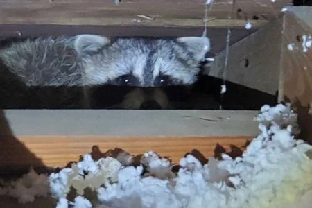 raccoon removal in louisville image two