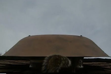 squirrel entering roof vent louisville