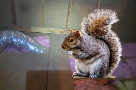 squirrel in attic removal louisville