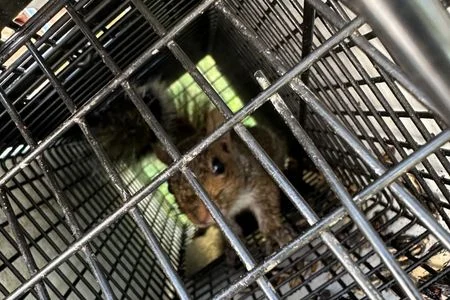 squirrel in trap louisville