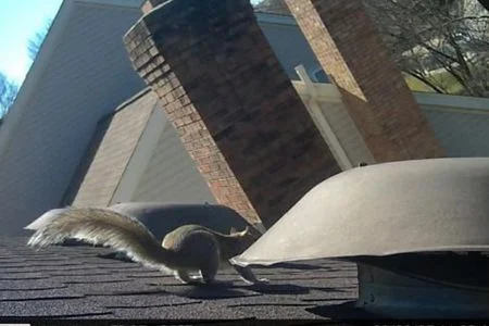 squirrel on roof near vent louisville