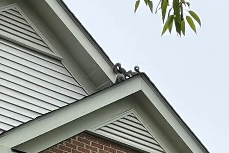 squirrels on roof louisville